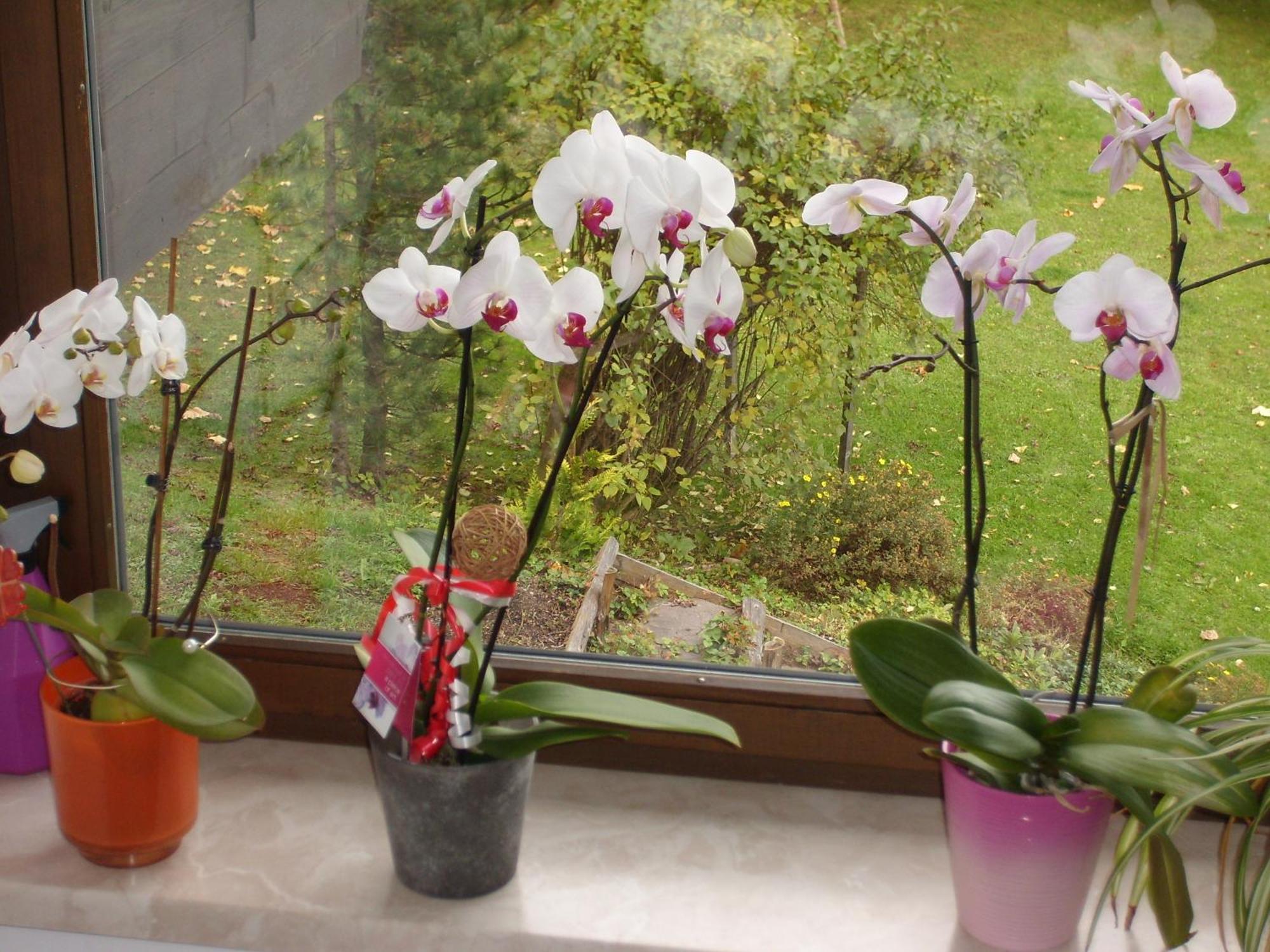 Appartements Birkenhof Берванг Екстериор снимка